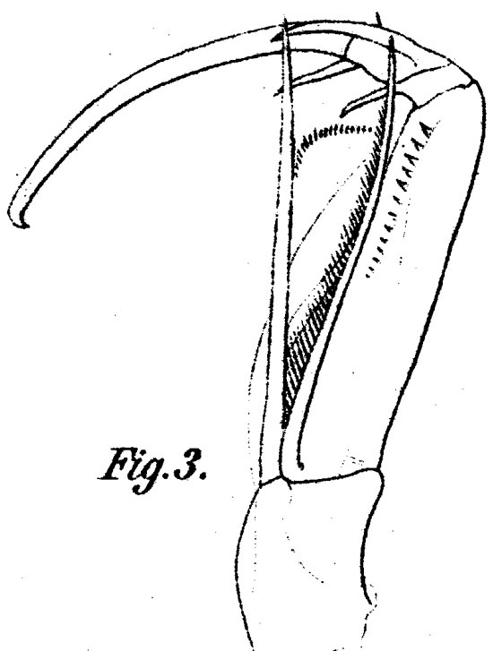 Espce Corycaeus (Agetus) typicus - Planche 10 de figures morphologiques