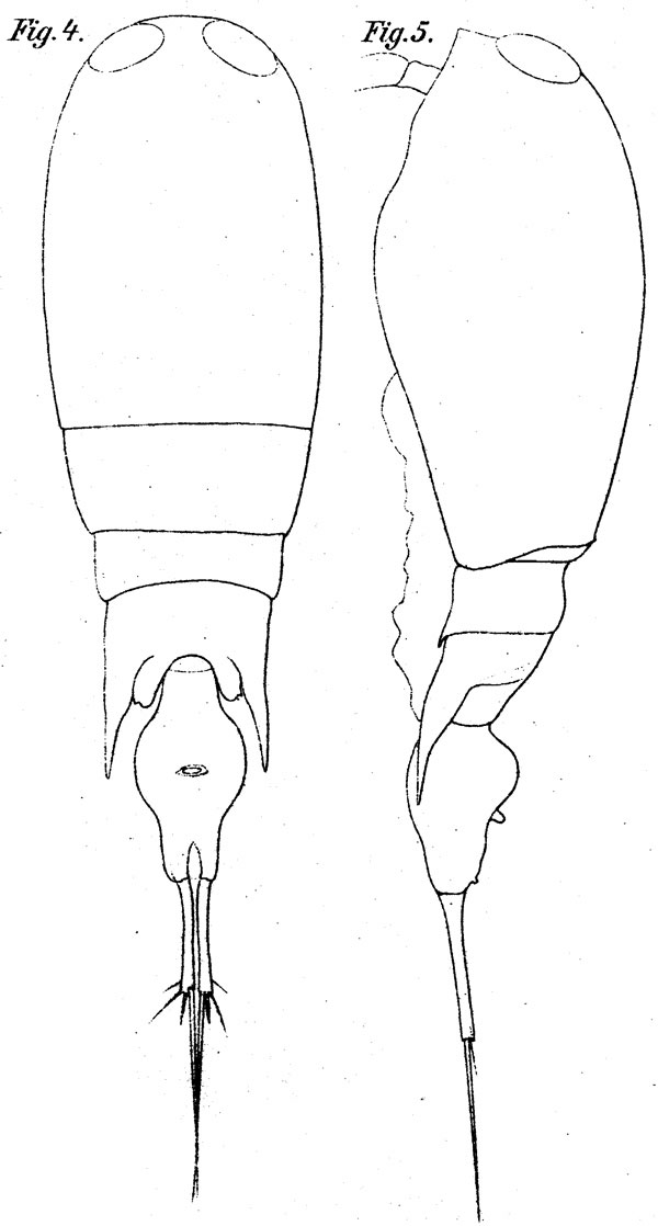 Espce Corycaeus (Agetus) flaccus - Planche 8 de figures morphologiques