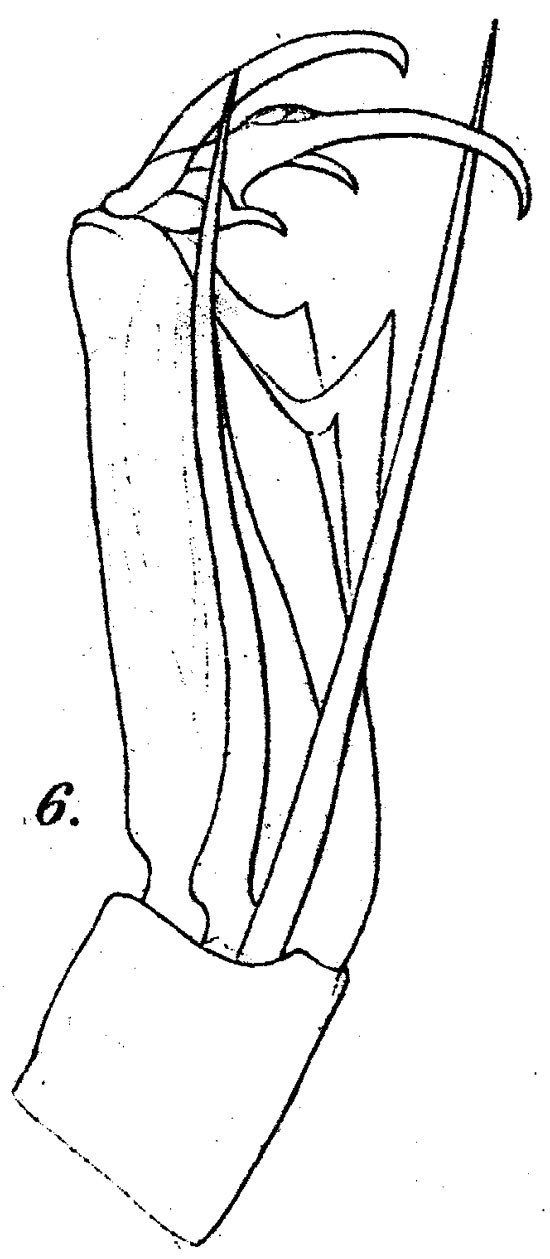 Espce Corycaeus (Agetus) flaccus - Planche 9 de figures morphologiques