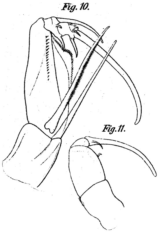 Espce Corycaeus (Agetus) flaccus - Planche 11 de figures morphologiques