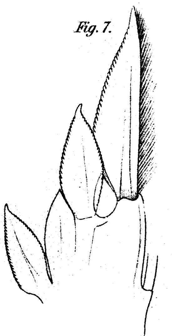 Espce Corycaeus (Agetus) flaccus - Planche 12 de figures morphologiques
