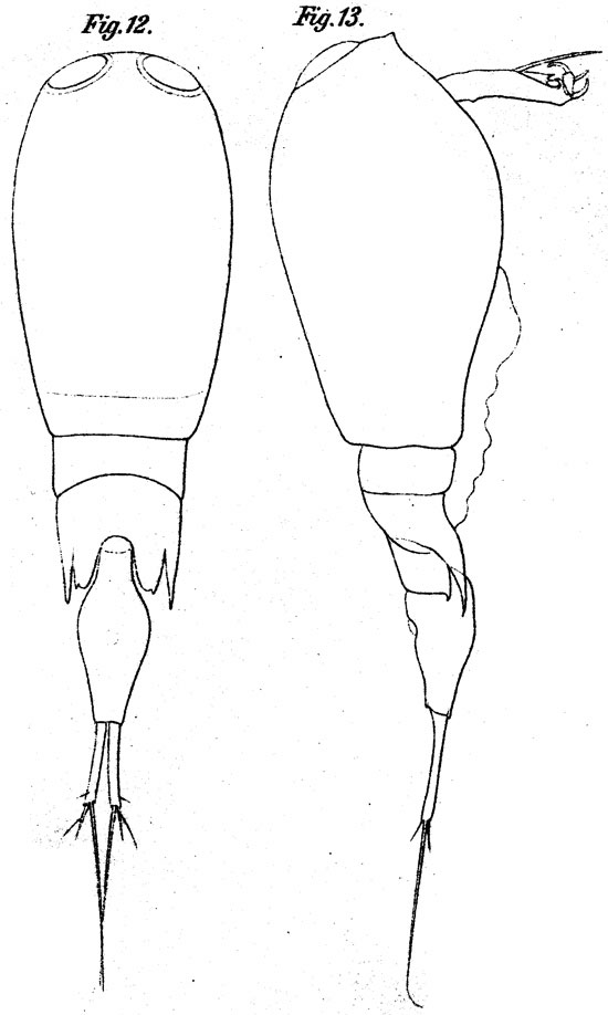 Espèce Corycaeus (Agetus) limbatus - Planche 8 de figures morphologiques