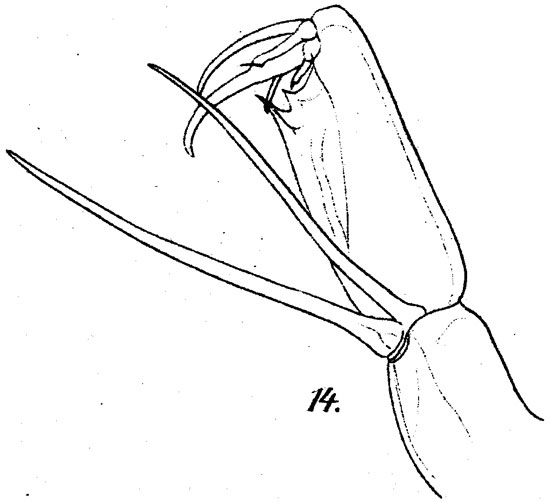 Espce Corycaeus (Agetus) limbatus - Planche 9 de figures morphologiques