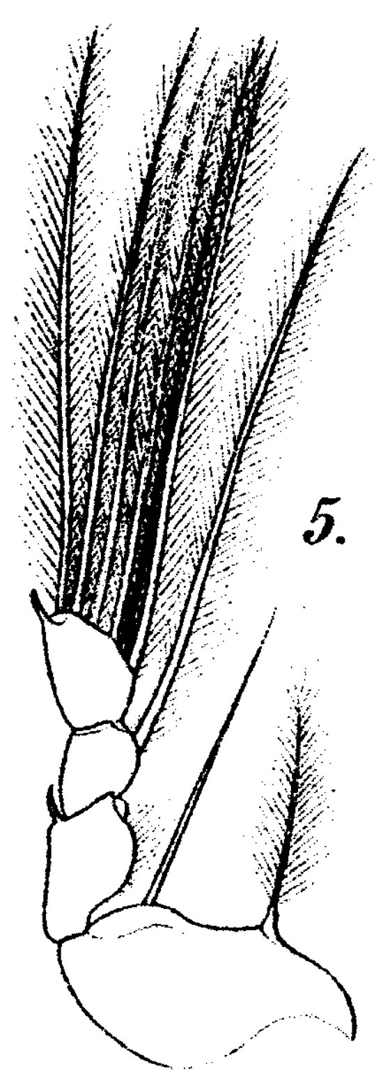 Espce Corycaeus (Agetus) limbatus - Planche 10 de figures morphologiques