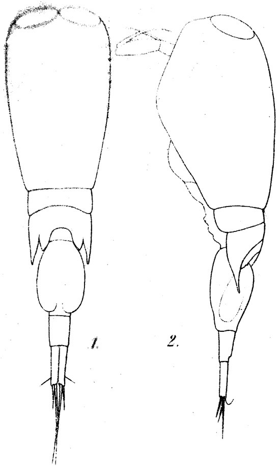 Espce Corycaeus (Agetus) limbatus - Planche 11 de figures morphologiques