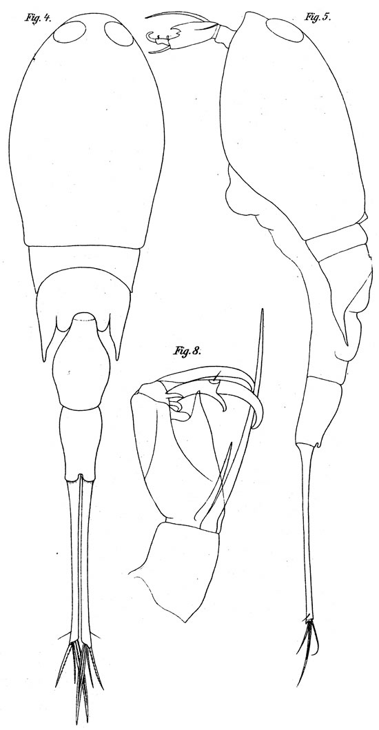 Species Corycaeus (Urocorycaeus) lautus - Plate 5 of morphological figures