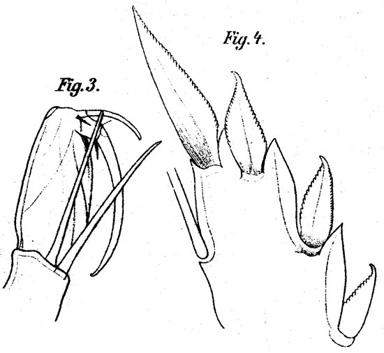 Espèce Corycaeus (Agetus) limbatus - Planche 12 de figures morphologiques