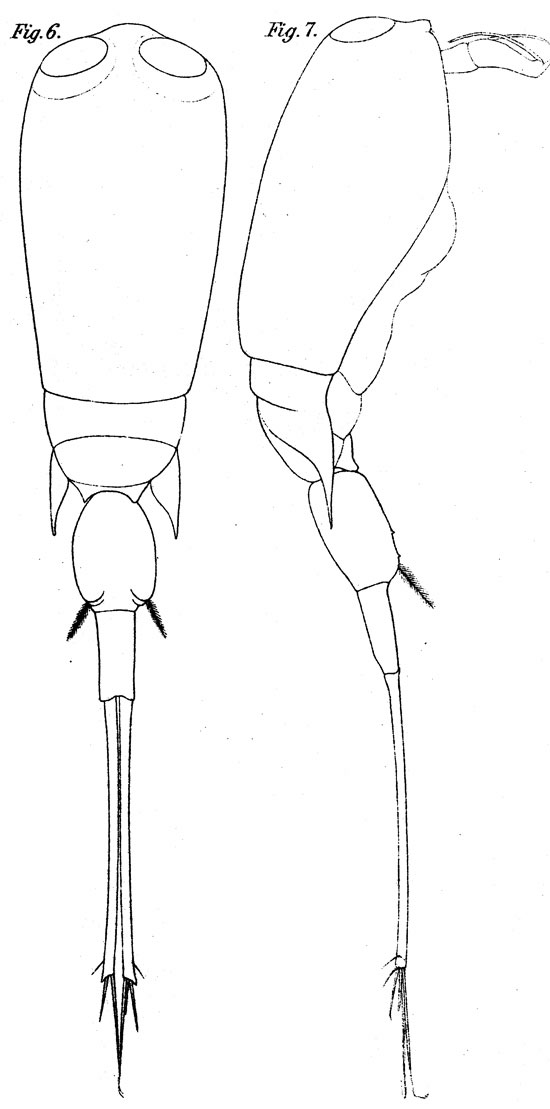 Species Corycaeus (Urocorycaeus) lautus - Plate 7 of morphological figures