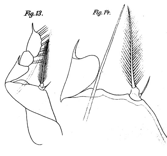 Espèce Corycaeus (Urocorycaeus) lautus - Planche 9 de figures morphologiques