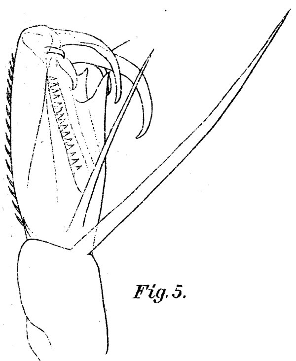 Espèce Corycaeus (Urocorycaeus) furcifer - Planche 11 de figures morphologiques