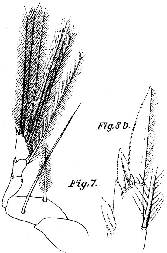 Espèce Corycaeus (Urocorycaeus) furcifer - Planche 12 de figures morphologiques