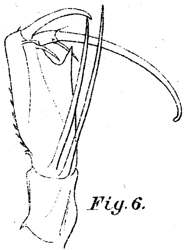 Espèce Corycaeus (Urocorycaeus) furcifer - Planche 14 de figures morphologiques