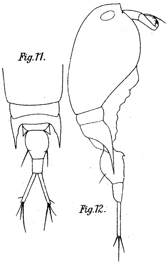 Species Corycaeus (Ditrichocorycaeus) anglicus - Plate 3 of morphological figures