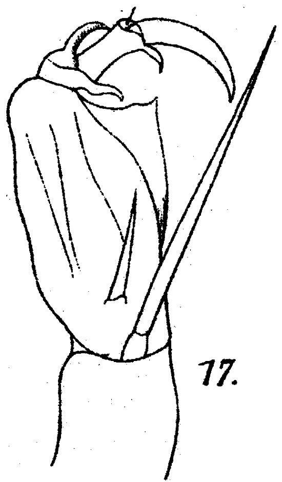 Espèce Corycaeus (Ditrichocorycaeus) anglicus - Planche 4 de figures morphologiques