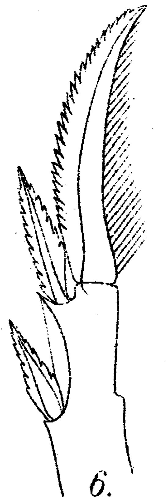 Espèce Corycaeus (Ditrichocorycaeus) anglicus - Planche 5 de figures morphologiques