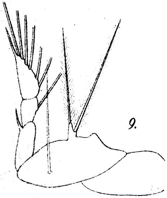 Espce Corycaeus (Ditrichocorycaeus) anglicus - Planche 6 de figures morphologiques