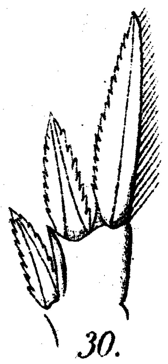 Species Corycaeus (Ditrichocorycaeus) anglicus - Plate 8 of morphological figures