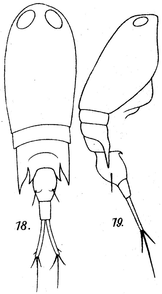 Espèce Corycaeus (Ditrichocorycaeus) brehmi - Planche 3 de figures morphologiques