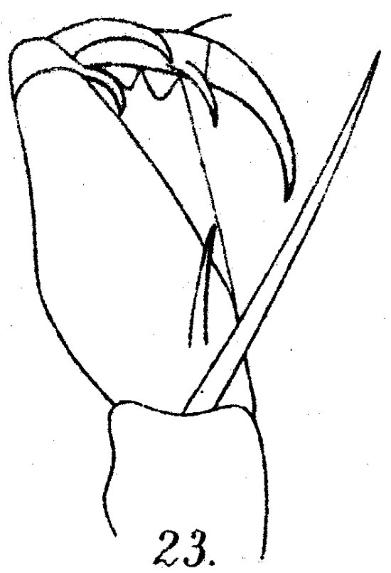 Espèce Corycaeus (Ditrichocorycaeus) brehmi - Planche 4 de figures morphologiques