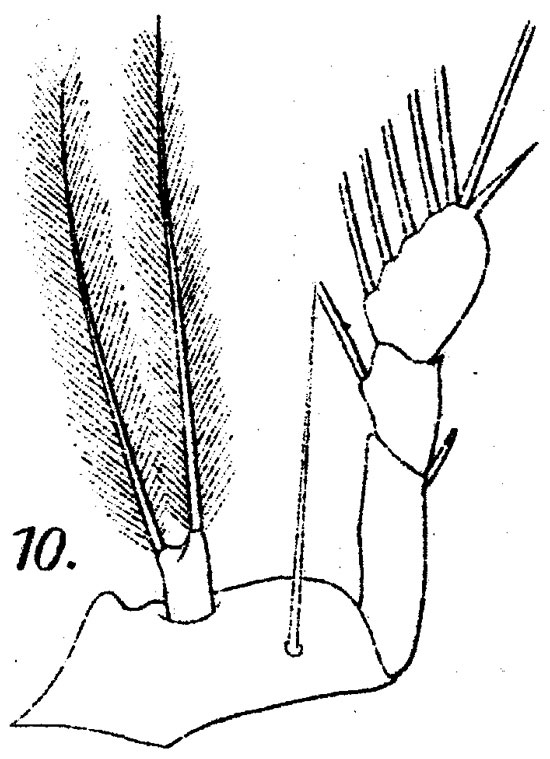 Espèce Corycaeus (Ditrichocorycaeus) brehmi - Planche 6 de figures morphologiques