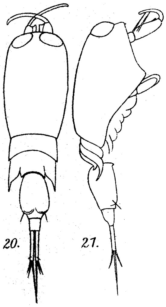 Espèce Corycaeus (Ditrichocorycaeus) brehmi - Planche 7 de figures morphologiques
