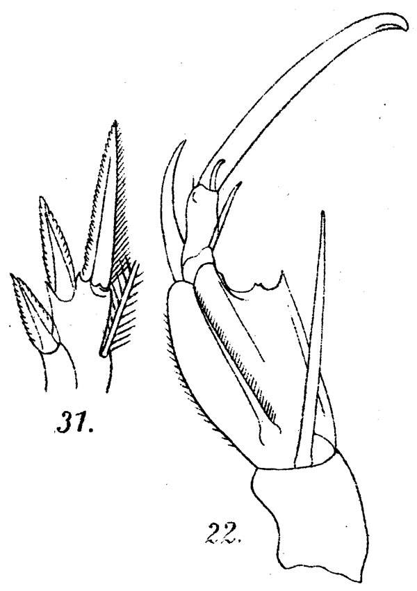 Espèce Corycaeus (Ditrichocorycaeus) brehmi - Planche 8 de figures morphologiques