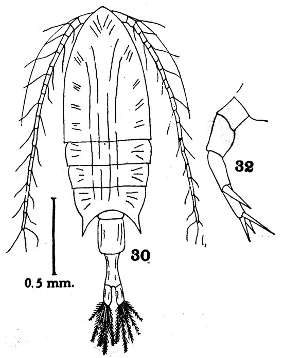 Espèce Calanopia sarsi - Planche 1 de figures morphologiques