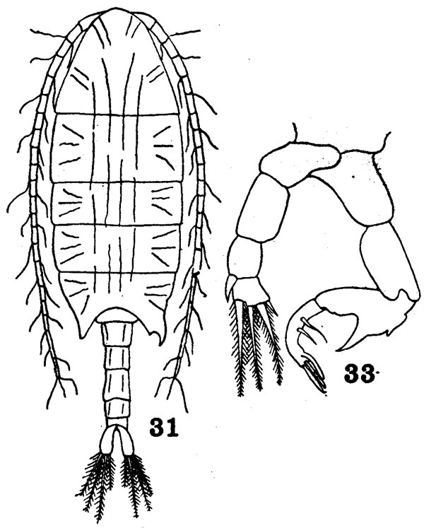 Espèce Calanopia sarsi - Planche 2 de figures morphologiques