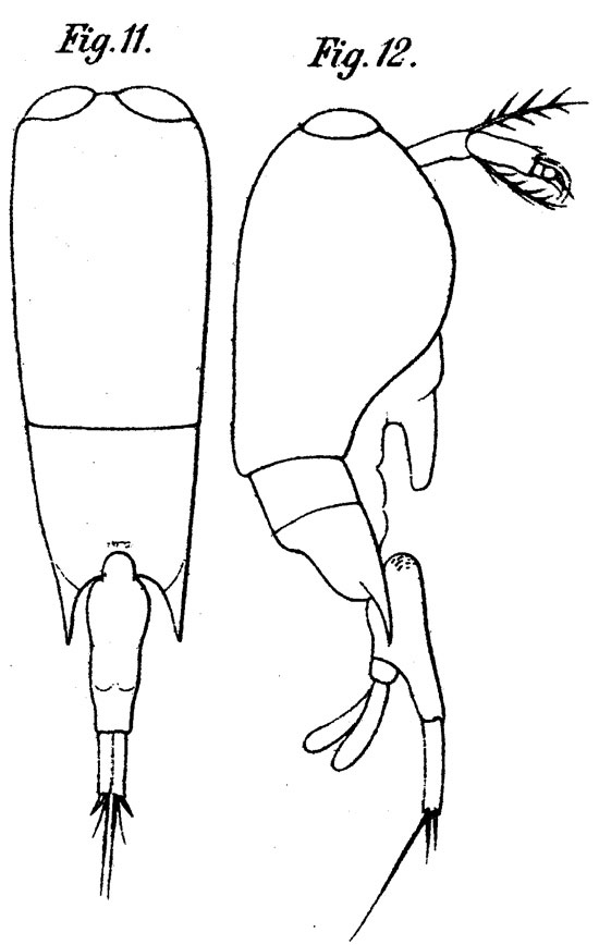 Espce Farranula gracilis - Planche 1 de figures morphologiques
