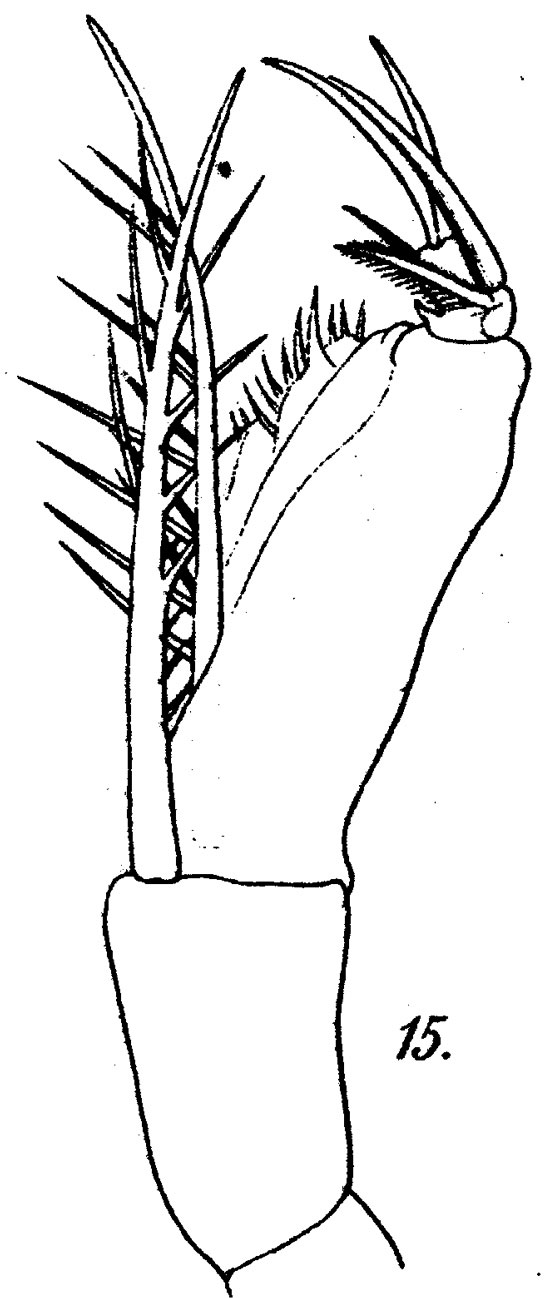Espce Farranula gracilis - Planche 2 de figures morphologiques