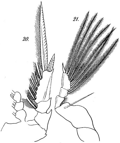Espce Farranula gracilis - Planche 4 de figures morphologiques