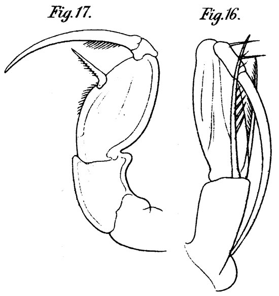 Espce Farranula gracilis - Planche 7 de figures morphologiques