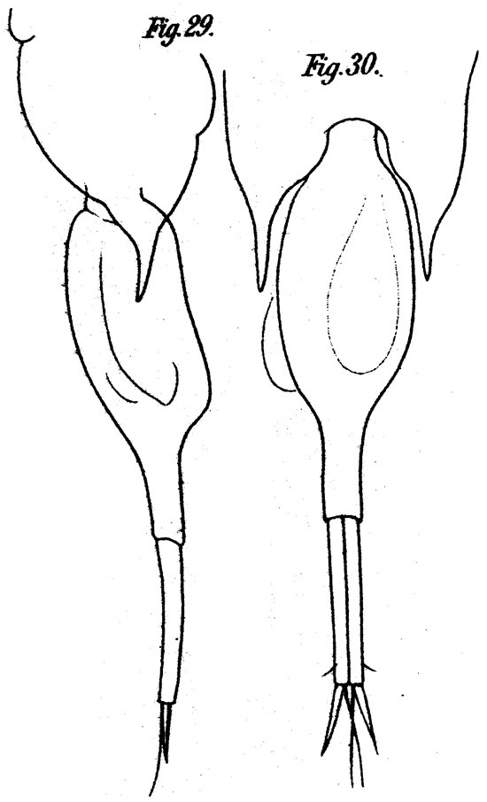 Species Farranula gracilis - Plate 8 of morphological figures