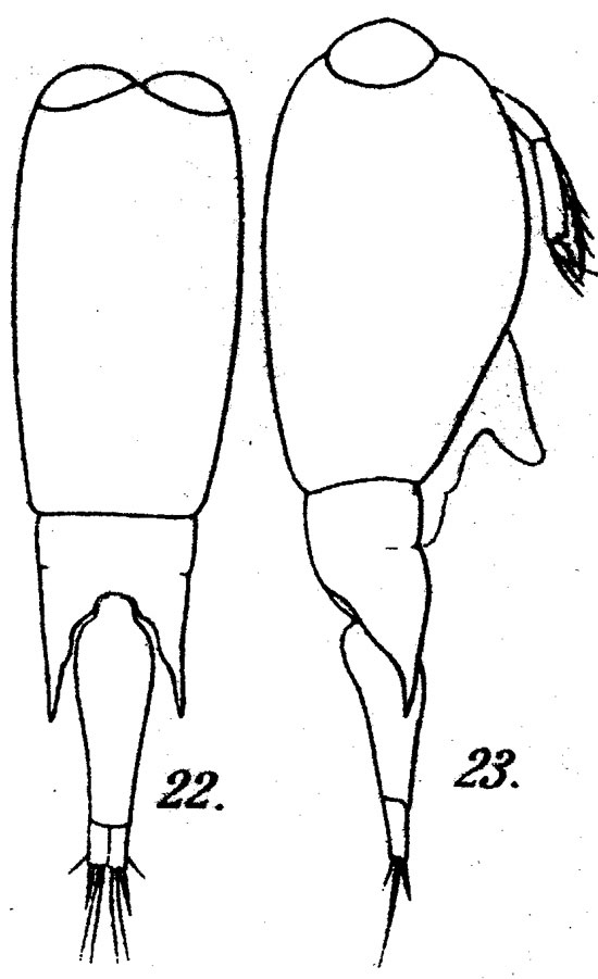 Espèce Farranula rostrata - Planche 6 de figures morphologiques