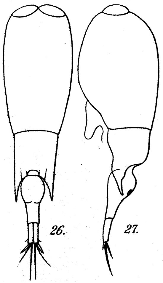 Species Farranula curta - Plate 1 of morphological figures