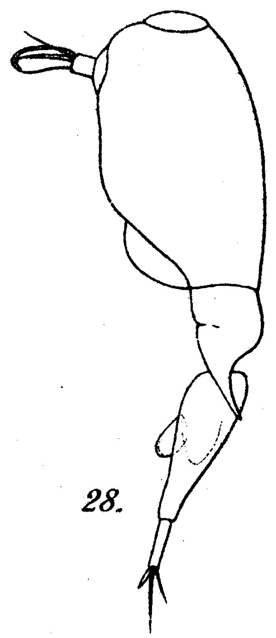 Species Farranula curta - Plate 4 of morphological figures