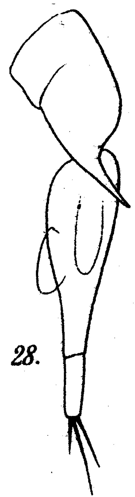 Espce Farranula curta - Planche 5 de figures morphologiques