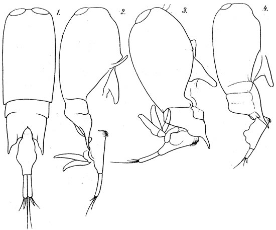 Espèce Farranula gibbula - Planche 3 de figures morphologiques