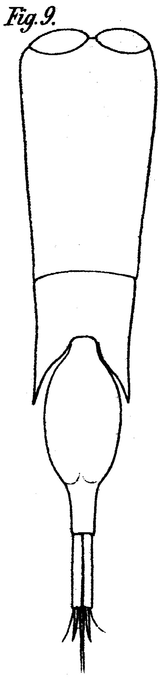 Espèce Farranula gibbula - Planche 5 de figures morphologiques