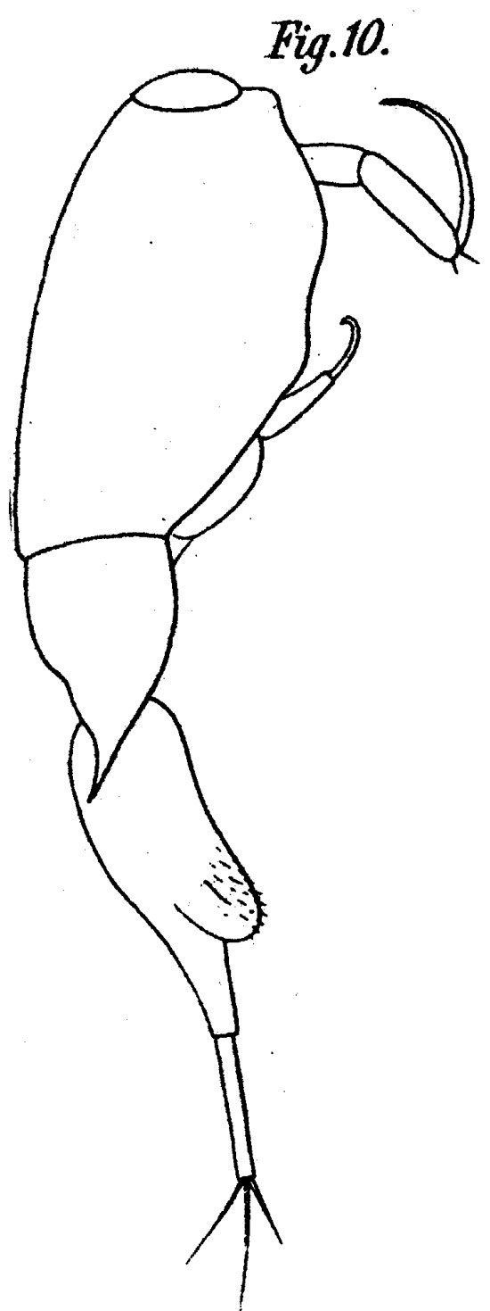 Espce Farranula gibbula - Planche 6 de figures morphologiques