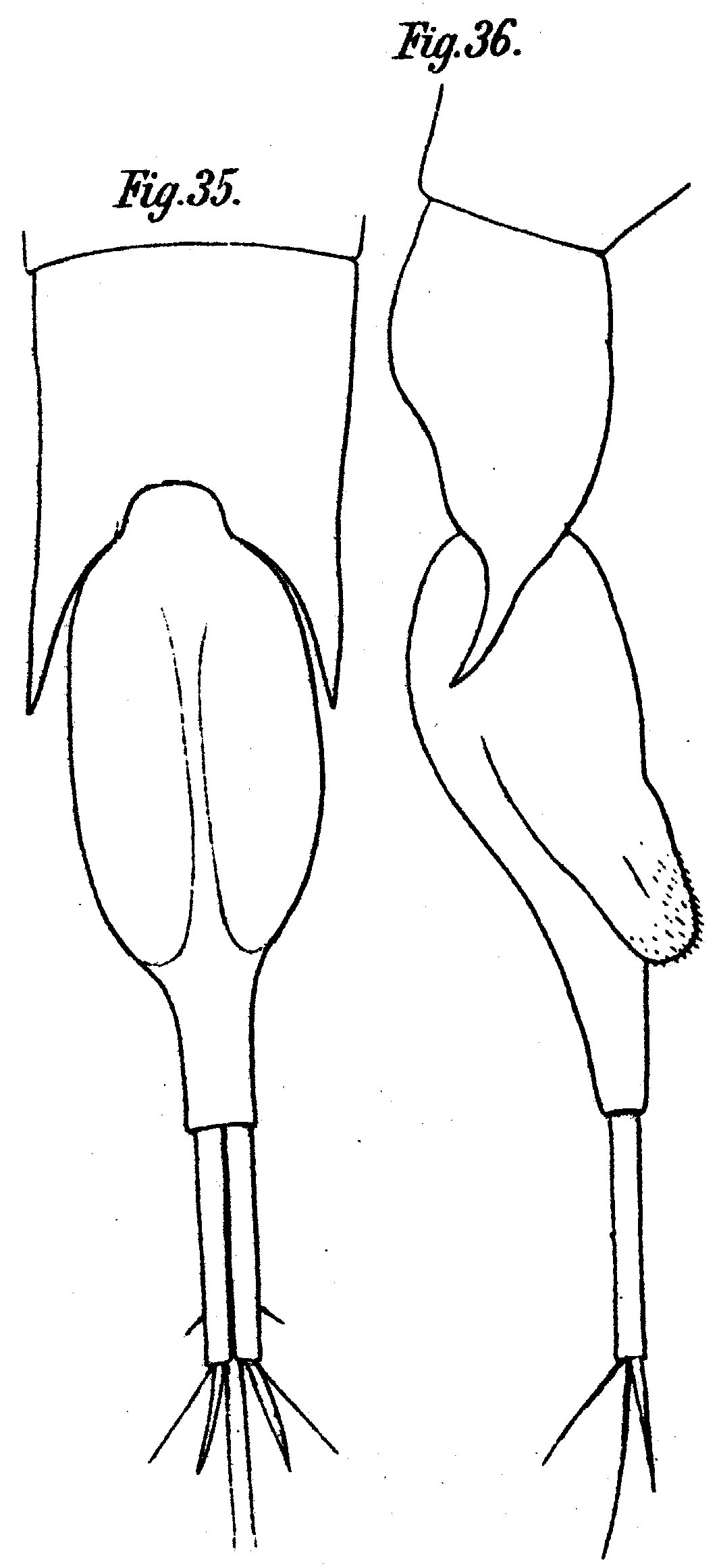 Espce Farranula gibbula - Planche 7 de figures morphologiques