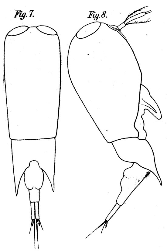 Species Farranula carinata - Plate 2 of morphological figures