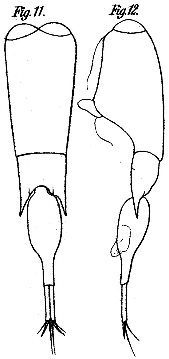 Espce Farranula carinata - Planche 5 de figures morphologiques