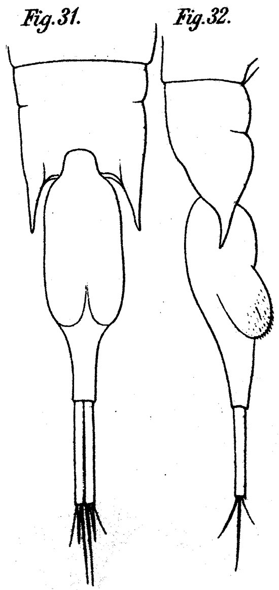 Species Farranula carinata - Plate 6 of morphological figures