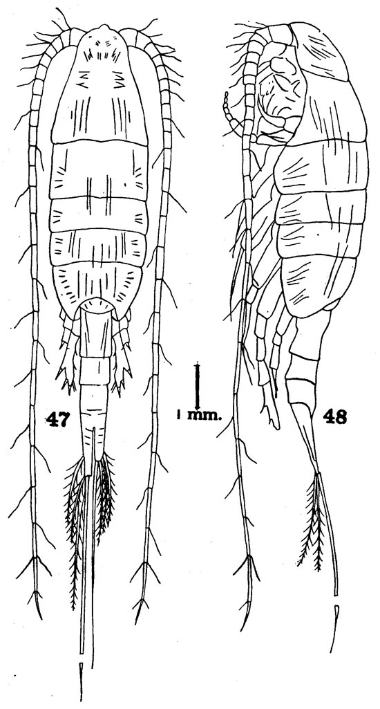 Species Disseta scopularis - Plate 5 of morphological figures