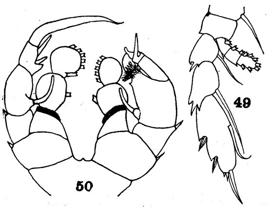 Species Disseta scopularis - Plate 6 of morphological figures