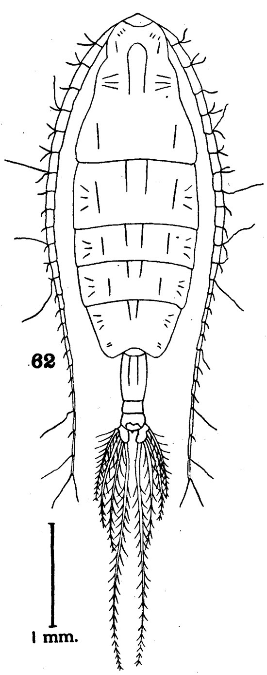 Species Euaugaptilus rigidus - Plate 4 of morphological figures