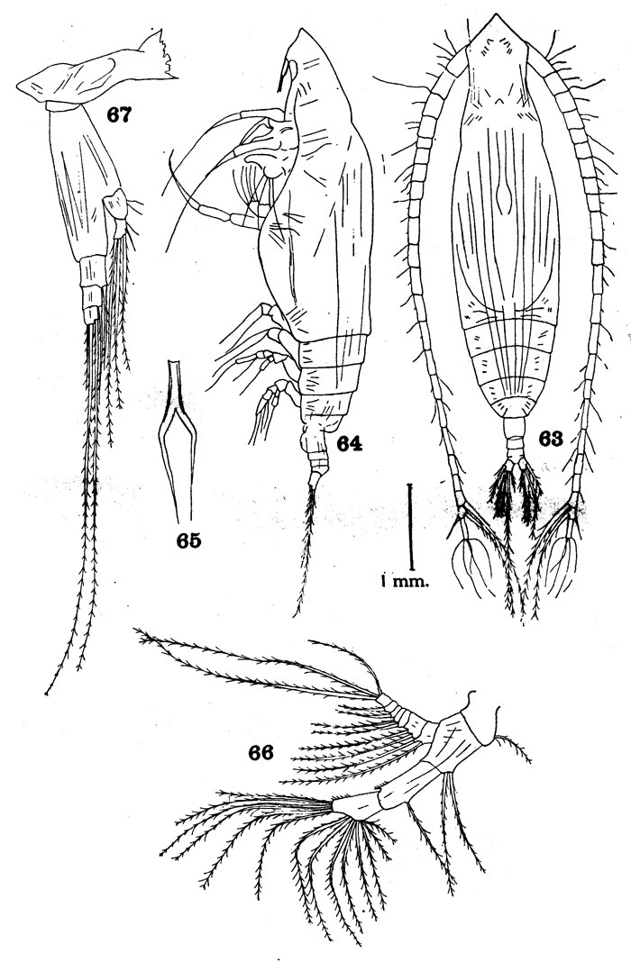 Species Eucalanus muticus - Plate 1 of morphological figures