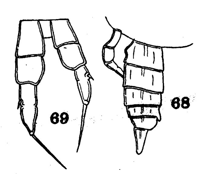 Espce Eucalanus muticus - Planche 2 de figures morphologiques