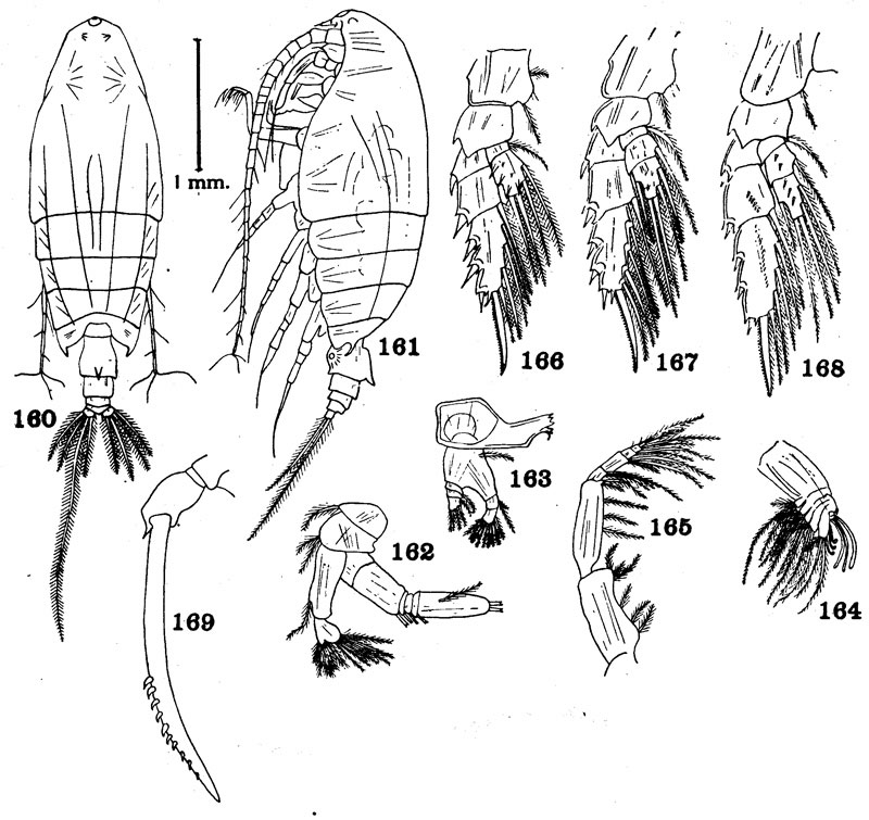 Espèce Macandrewella agassizi - Planche 2 de figures morphologiques